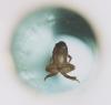 Levitating frog in a strong magnetic field